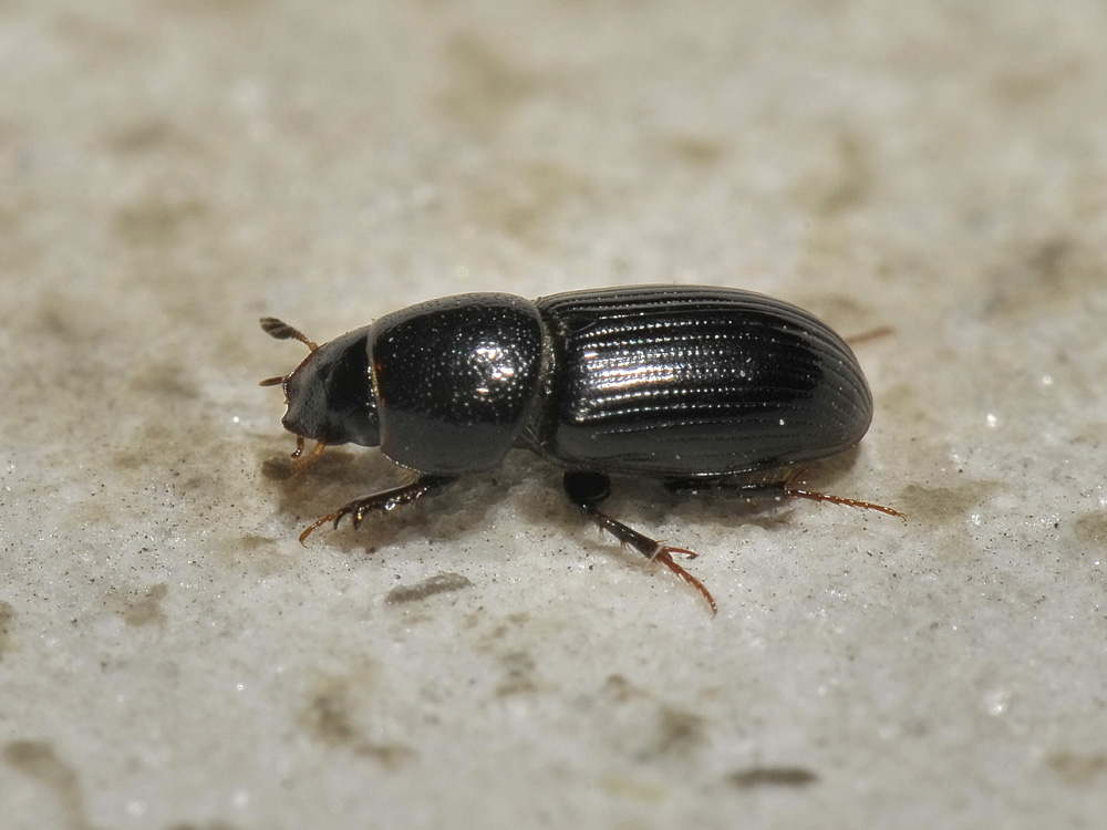 Aphodiidae - Nialus varians (cf)